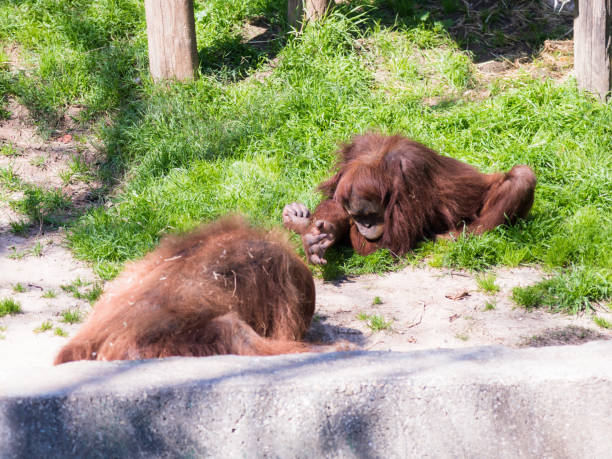 istock Two Sumatran orangutans  (Pongo Abelii) play on the ground in the sunny day 929493066