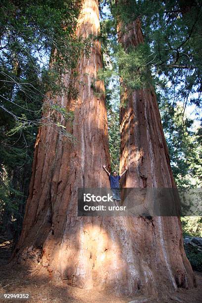 Humano Contra Sequoia Gigante - Fotografias de stock e mais imagens de Sequoia - Sequoia, Califórnia, Parque nacional de Redwood