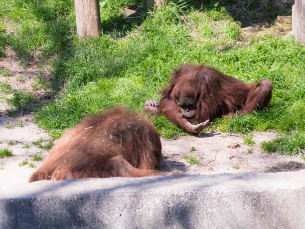 istock Two Sumatran orangutans  (Pongo Abelii) play on the ground in the sunny day 929493824