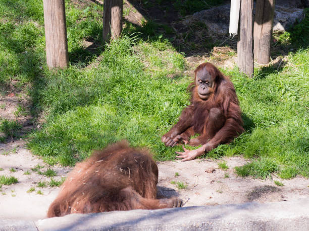 istock Two Sumatran orangutans  (Pongo Abelii) play on the ground in the sunny day 929493862
