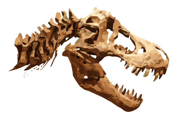 vektor-skelett eines tyrannosaurus rex (t-rex) auf isolierte hintergrund. schädel und hals - fossil fuel stock-grafiken, -clipart, -cartoons und -symbole