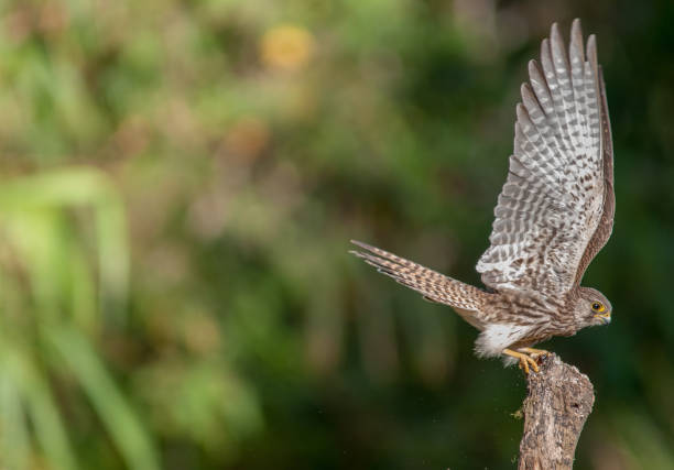istock Common Kestrel, female in flying action 929497702