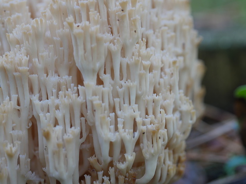 coral fungus in the forest clavicorona pyxidata