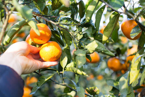 istock Tangerines are Hanging from Tree and Held in Hand 929498520