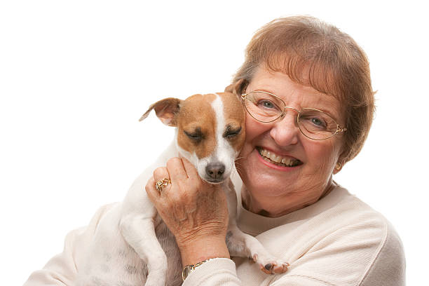 istock Happy Attractive Senior Woman with Jack Russell Terrier 92949872