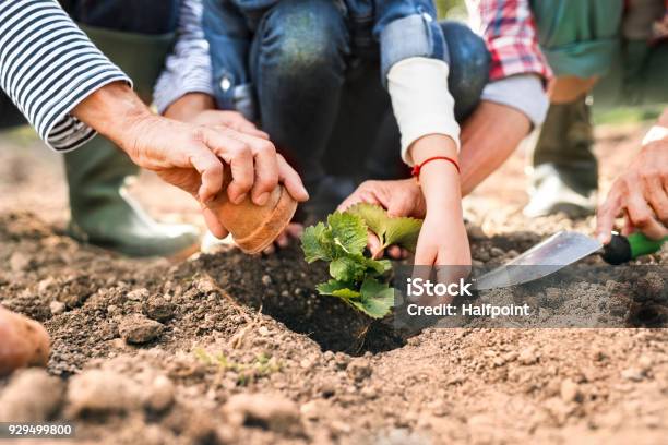 Älteres Paar Mit Enkelin Im Garten Gartenarbeit Stockfoto und mehr Bilder von Gemeinschaftsgarten - Gemeinschaftsgarten, Kind, Hausgarten