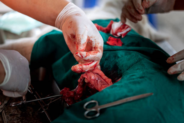 istock Veterinary Surgery of uterus dog 929499802