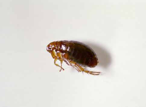 A flea (dead) on a white background.
