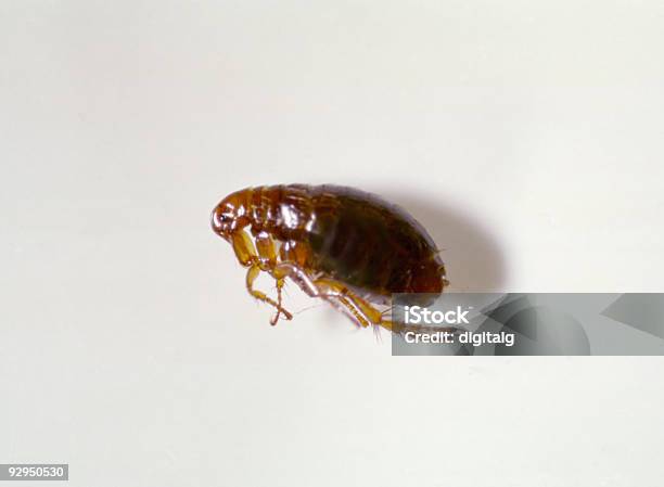 Close Up Picture Of A Flea On White Background Stock Photo - Download Image Now - Flea - Insect, Human Flea, Insect