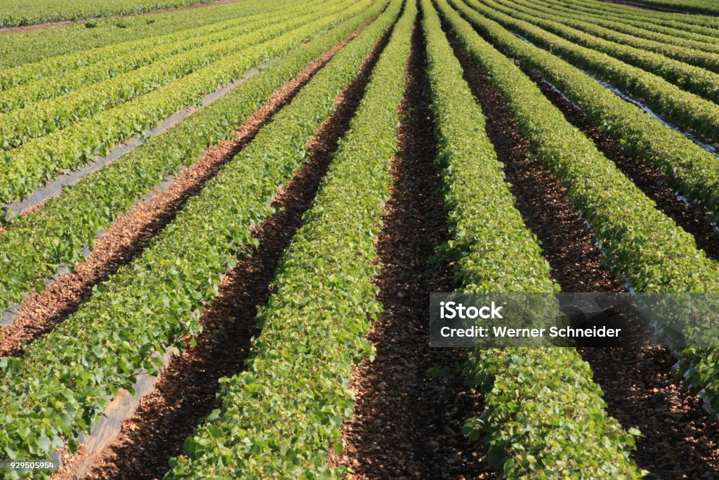 rows of young vines perspectively approaching rows of young vines in nursery Agricultural Field Stock Photo