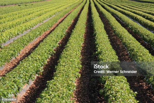 Rows Of Young Vines Stock Photo - Download Image Now - Agricultural Field, Agriculture, Austria