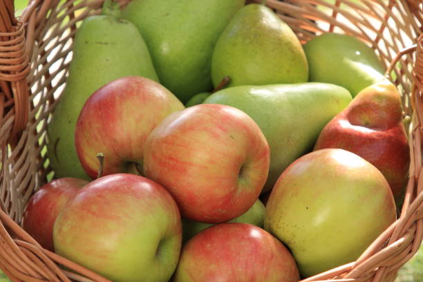 istock apples and pears in the basket 929506904