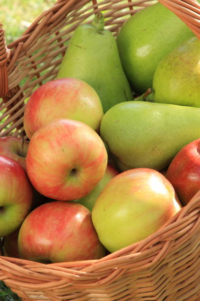 istock apples and pears in the basket 929507076