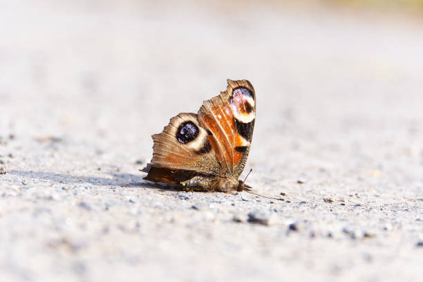 borboleta morta na rua - animal em via de extinção - fotografias e filmes do acervo