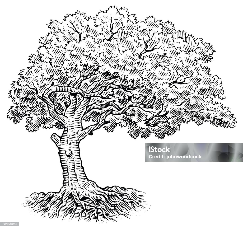 Tree drawing illustration A large tree drawn in pen and ink. Tree stock vector