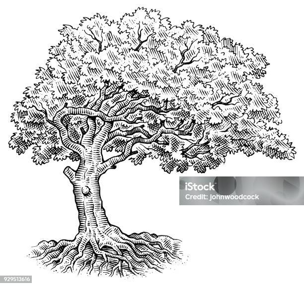 Tree Drawing Illustration Stock Illustration - Download Image Now - Tree, Sketch, Drawing - Art Product