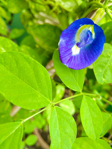 Clitoria ternatea has been ascribed properties affecting female libido due to its similar appearance to the female reproductive organ