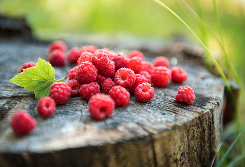Raspberries in the Forest