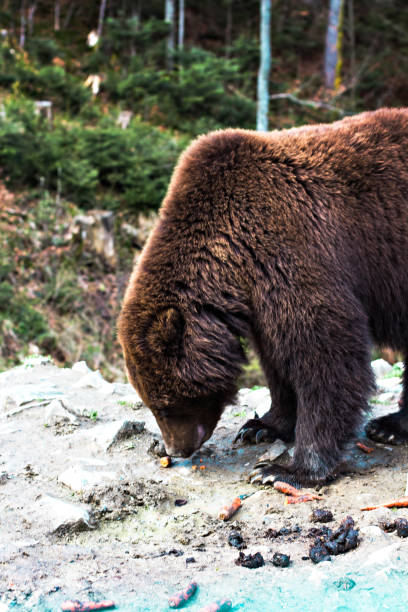 istock Brown bear in the reserve. 929528808