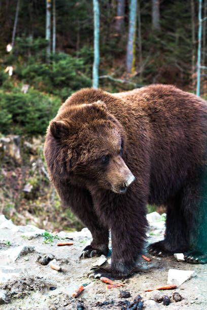 istock Brown bear in the reserve. 929529096