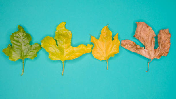 istock Creative layout made of green leaves, Nature concept 929529940