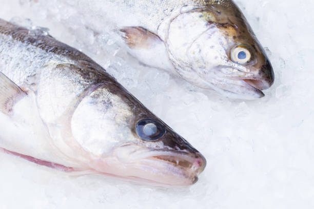 istock Trout and walleye on dry ice 929533222