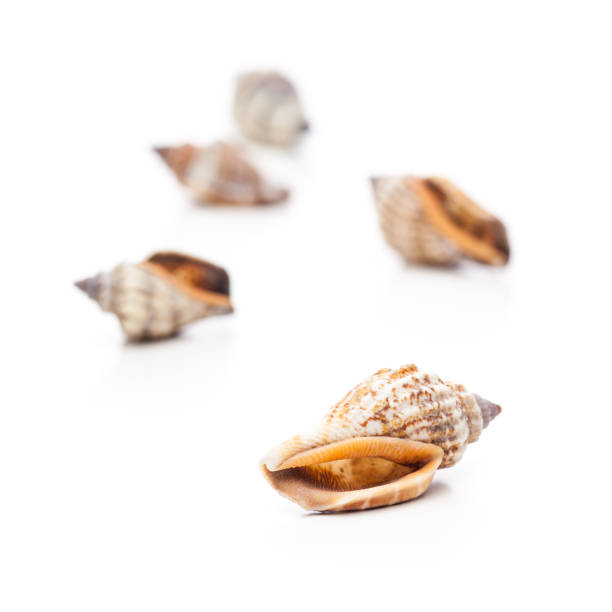 istock Some sea snail shells isolated on white background 929534082