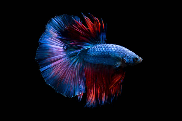istock Fancy betta fish,Violet siamese fighting fish on black background isolated 929534132
