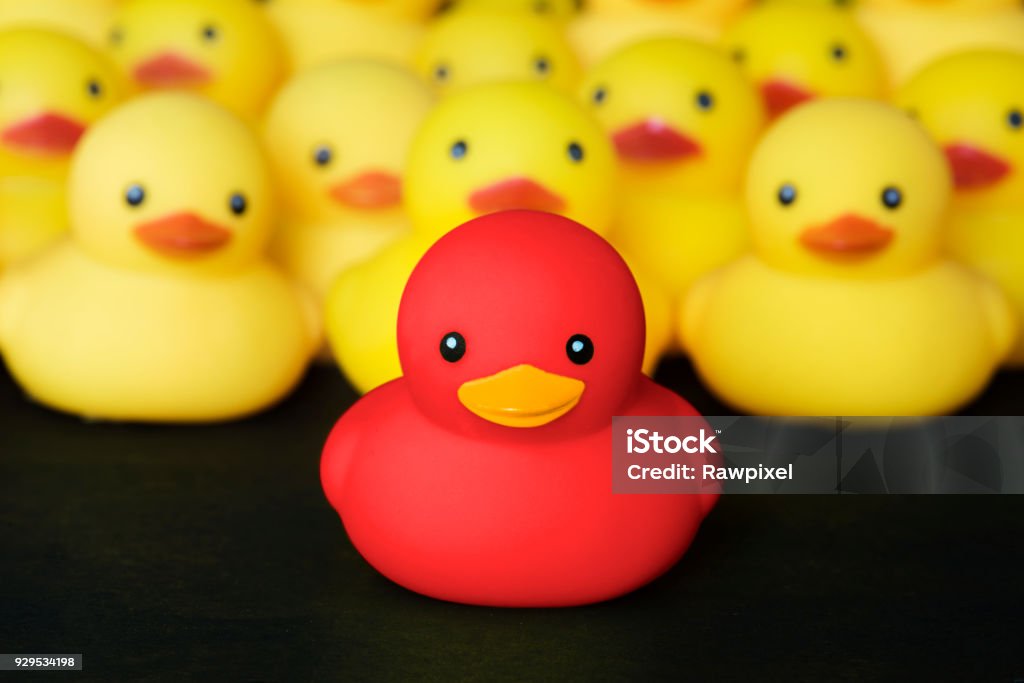 Closeup of rubber duckies Standing Out From The Crowd Stock Photo