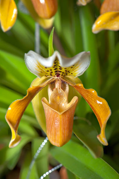 istock YELLOW LADY's SLIPPER ORCHID 929542020