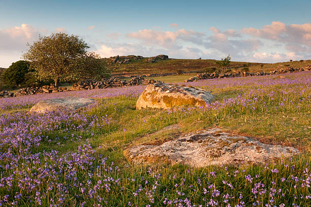Bluebells on Dartmoor  outcrop stock pictures, royalty-free photos & images