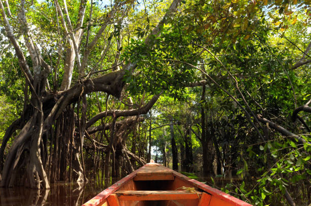 Amazonian jungle stock photo