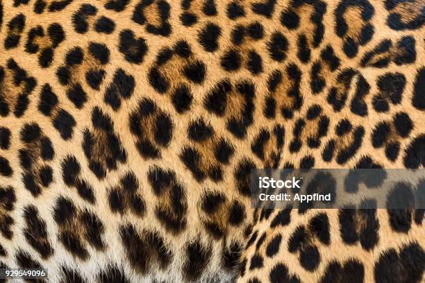 Close Up Leopard Fur Background Stock Photo - Download Image Now - Animal Hair, Fur, Textured
