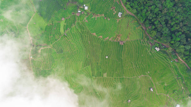 istock Top view of the rice paddy fields in northern Thailand 929555182