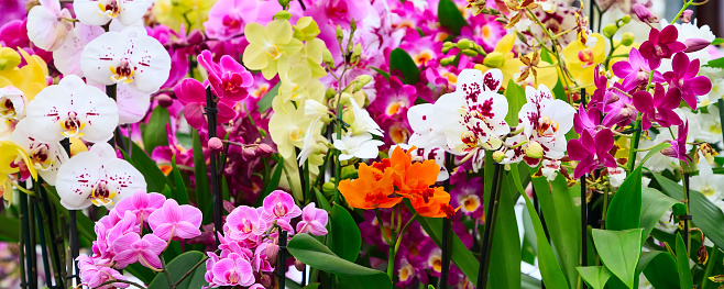 Variety of many different orchid flowers banner background