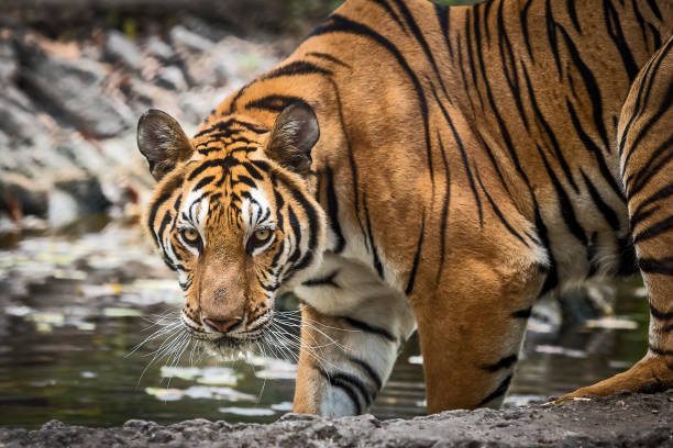 istock That tiger look straight at me, it so scary. 929564486