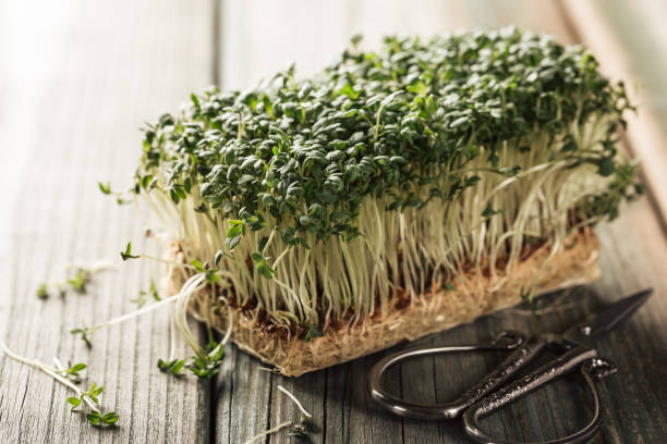 agrião de jardim, plantas jovens. - cress - fotografias e filmes do acervo