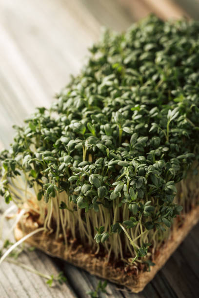 istock Garden cress, young plants. 929564640