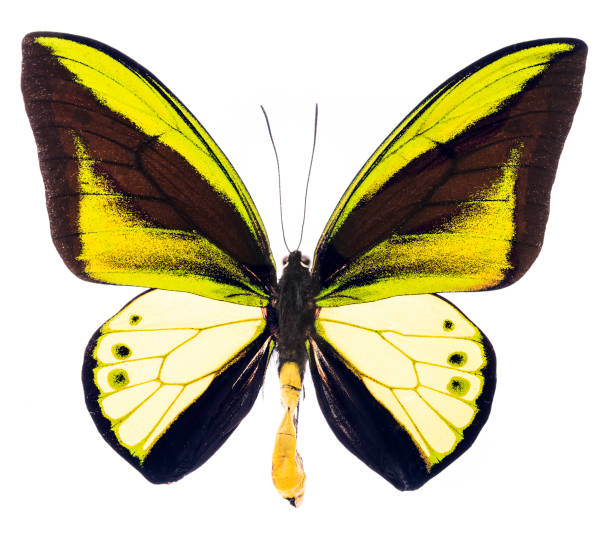 istock Ornithoptera goliath tropical butterfly isolated 929567856