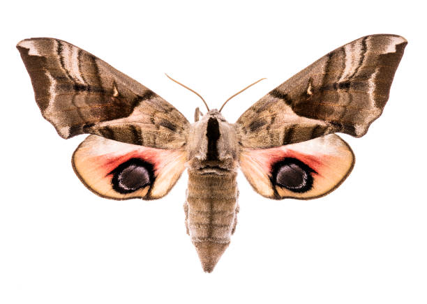 Eyed hawk-moth isolated on white Female eyed hawk-moth (Smerinthus ocellatus) isolated on white background smerinthus ocellatus stock pictures, royalty-free photos & images