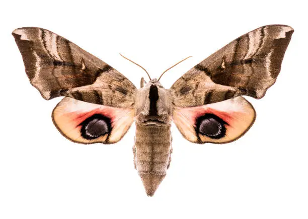 Female eyed hawk-moth (Smerinthus ocellatus) isolated on white background