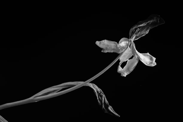 istock Wilted flower. Black and white 929568318