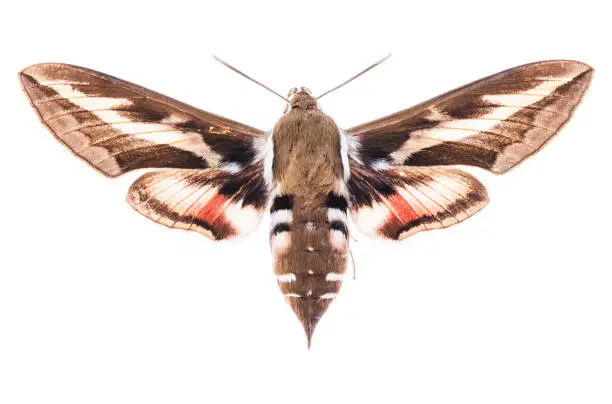 Male Bedstraw hawk-moth (Hyles gallii) isolated on white background