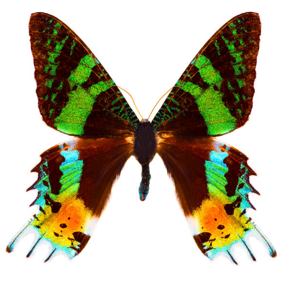 istock Madagascan sunset moth (Chrysiridia rhipheus) butterfly isolated 929568514