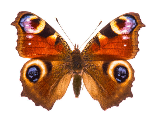 istock European peacocok butterfly 929568772