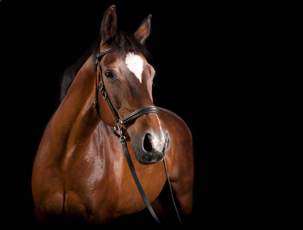 istock brown horse in front of black background 929569038