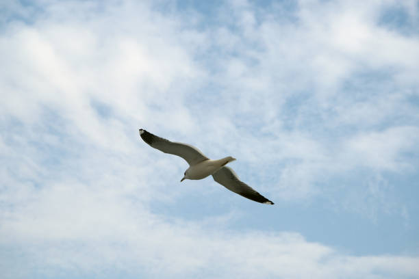 istock seagull flying over bosphorus, istanbul 929569086