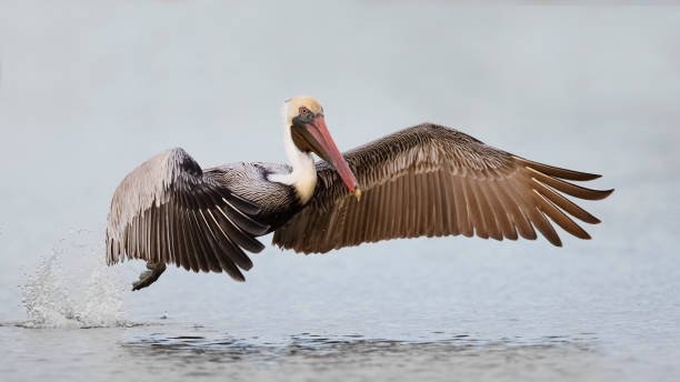 istock Brown Pelican taking flight from a lagoon - Florida 929571794