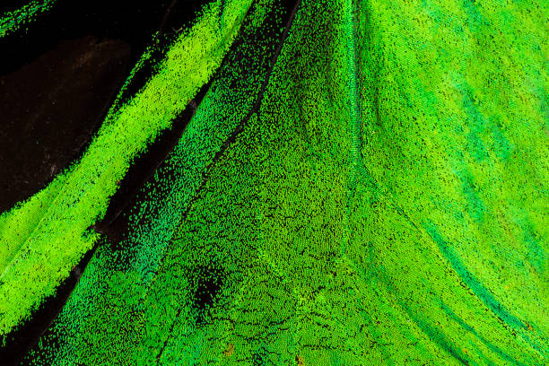Painted Green Background