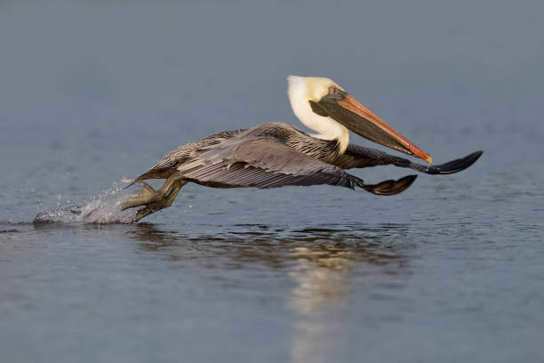 istock Brown Pelican taking flight from a lagoon - Florida 929571900